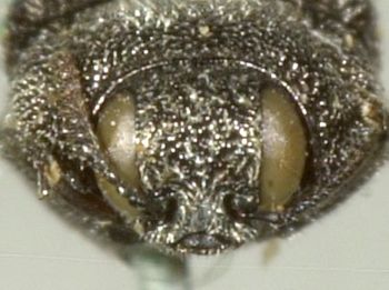 Media type: image;   Entomology 2730 Aspect: head frontal view